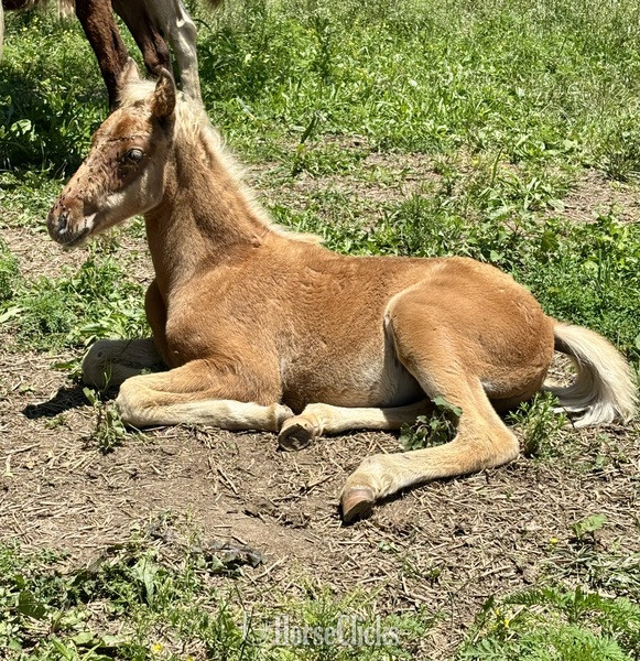 Kentucky Mountain - "HRF Hank" Chocolate Colt Kentucky Mountain in Kentucky
