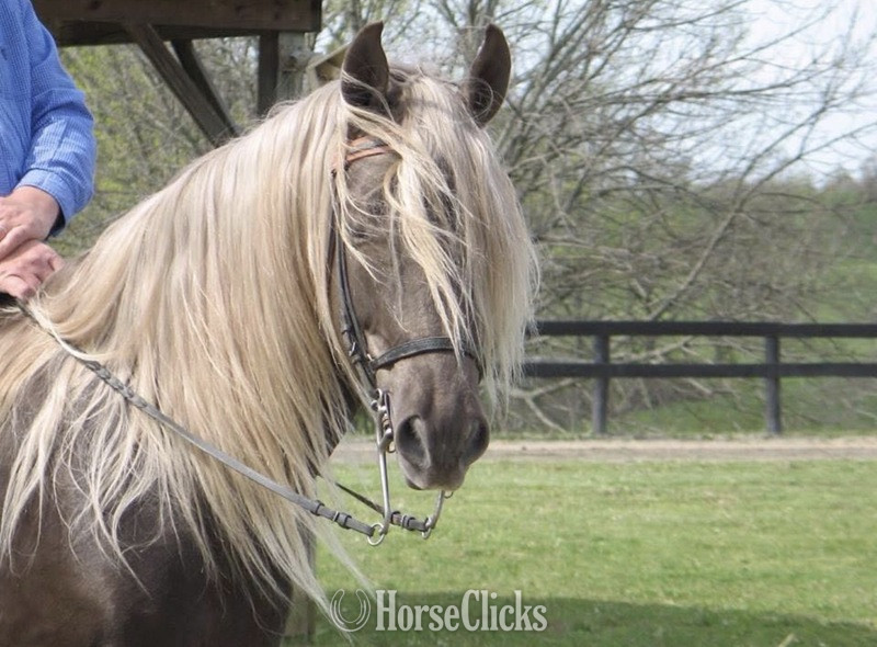 Kentucky Mountain - "HRF Hank" Chocolate Colt Kentucky Mountain