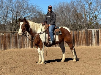 "Buckley" Bay Gelding Paint