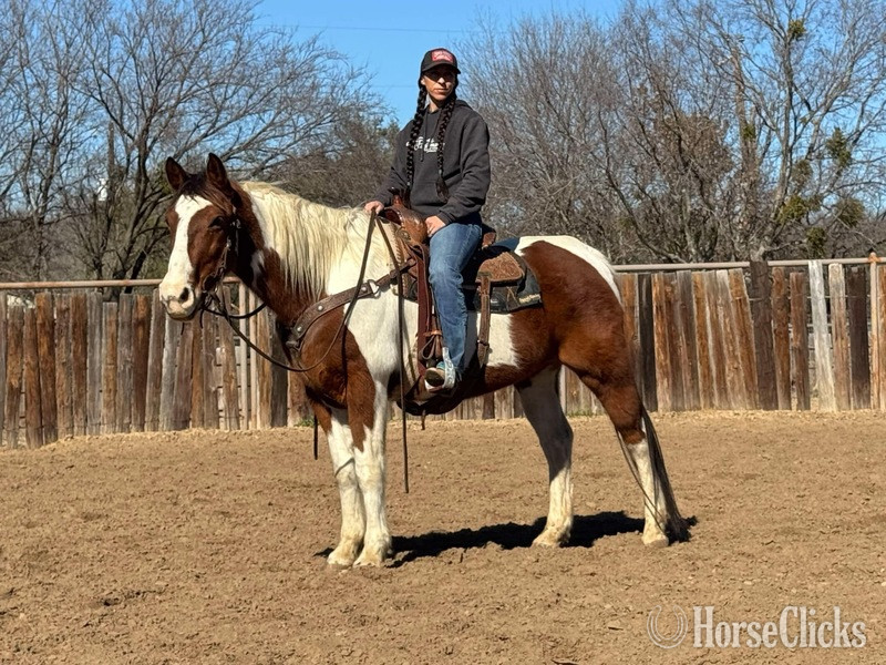 "Buckley" Bay Gelding Paint in Texas