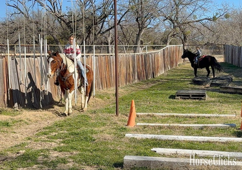 "Buckley" Bay Gelding Paint