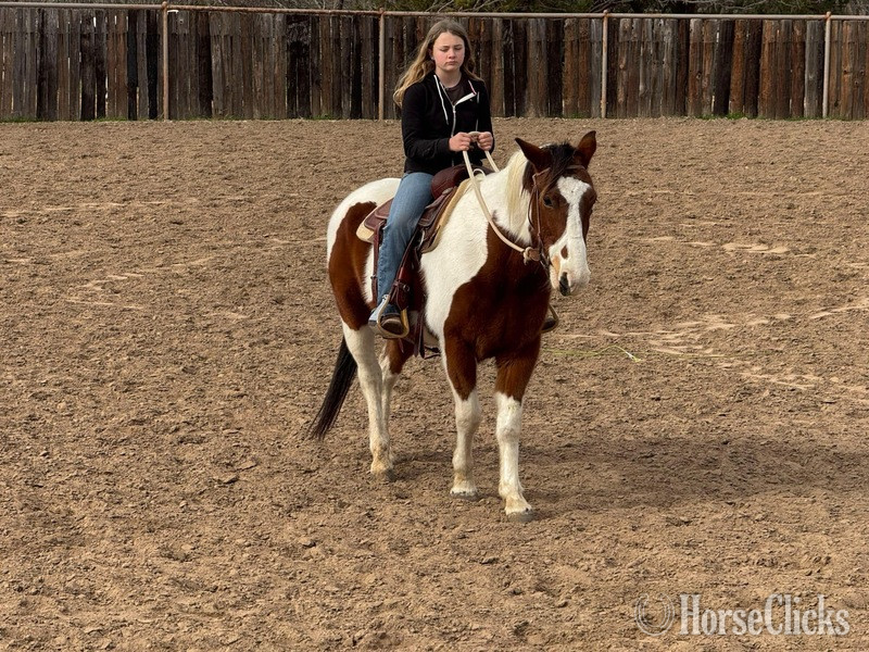 Texas "Buckley" Bay Gelding Paint