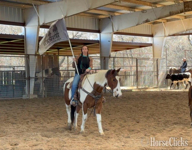 "Buckley" Bay Gelding Paint - Paint in Texas