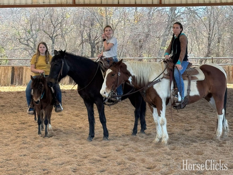 "Buckley" Bay Gelding Paint - Paint