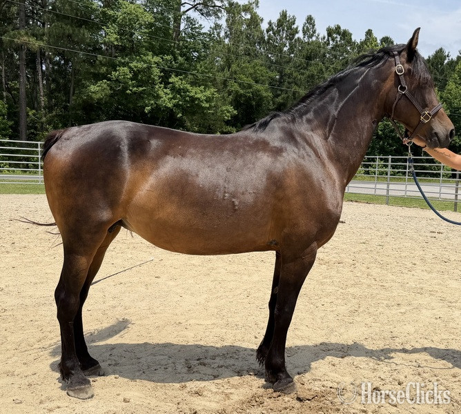 "Morgan" Bay Mare Morgan