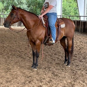 "Vince" Bay Gelding Quarter Horse