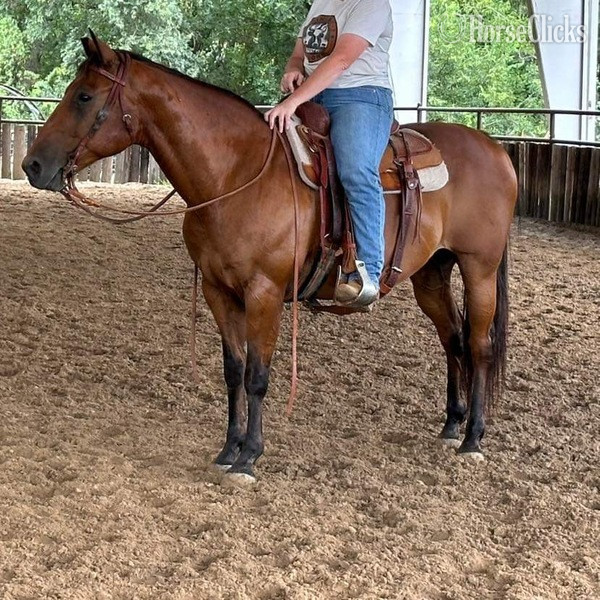 "Vince" Bay Gelding Quarter Horse in Texas