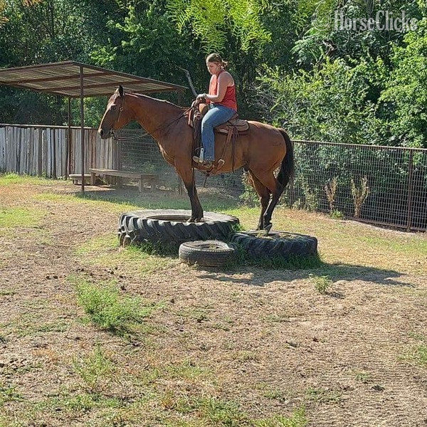 "Vince" Bay Gelding Quarter Horse