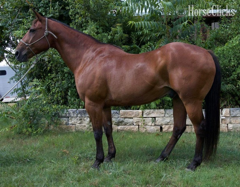 Texas "Vince" Bay Gelding Quarter Horse