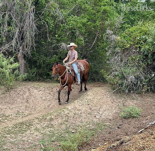 "Vince" Bay Gelding Quarter Horse - Quarter Horse in Texas