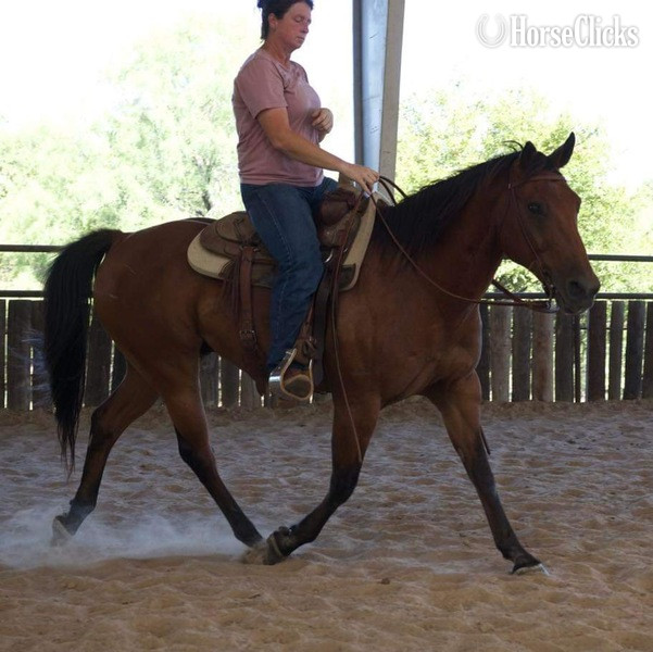 "Vince" Bay Gelding Quarter Horse - Quarter Horse