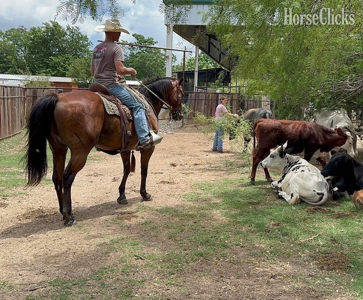"Vince" Bay Gelding Quarter Horse Texas