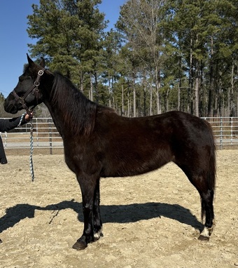 "Morgan" Black Mare Morgan