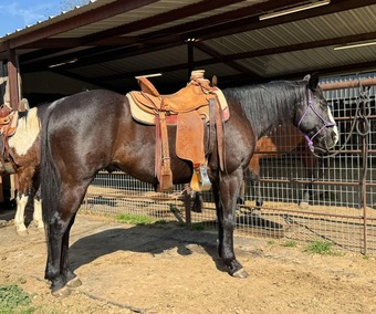 "Coach" Black Gelding Quarter Horse