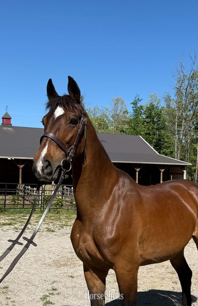 "HOUDIENI RSH" Bay Mare Dutch Warmblood in Kentucky