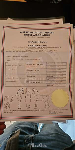"HOUDIENI RSH" Bay Mare Dutch Warmblood