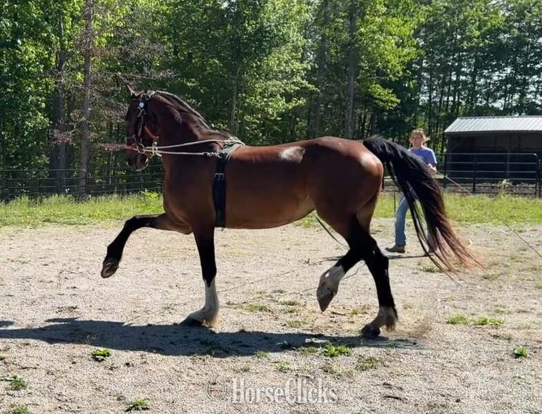 Kentucky "HOUDIENI RSH" Bay Mare Dutch Warmblood