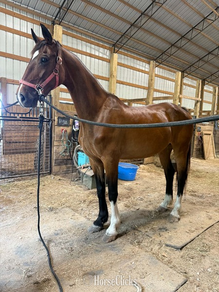 "HOUDIENI RSH" Bay Mare Dutch Warmblood - Dutch Warmbloods in Kentucky