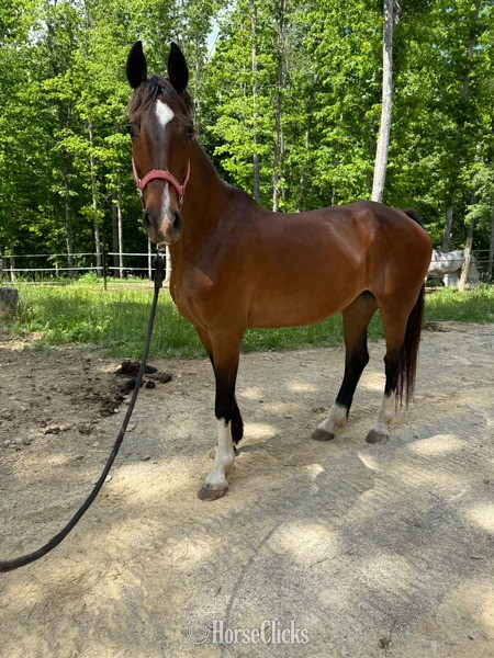 "HOUDIENI RSH" Bay Mare Dutch Warmblood - Dutch Warmbloods