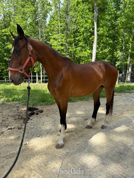 "HOUDIENI RSH" Bay Mare Dutch Warmblood Kentucky