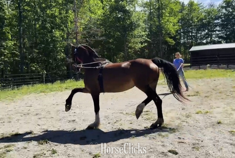 Dutch Warmbloods - "HOUDIENI RSH" Bay Mare Dutch Warmblood in Kentucky
