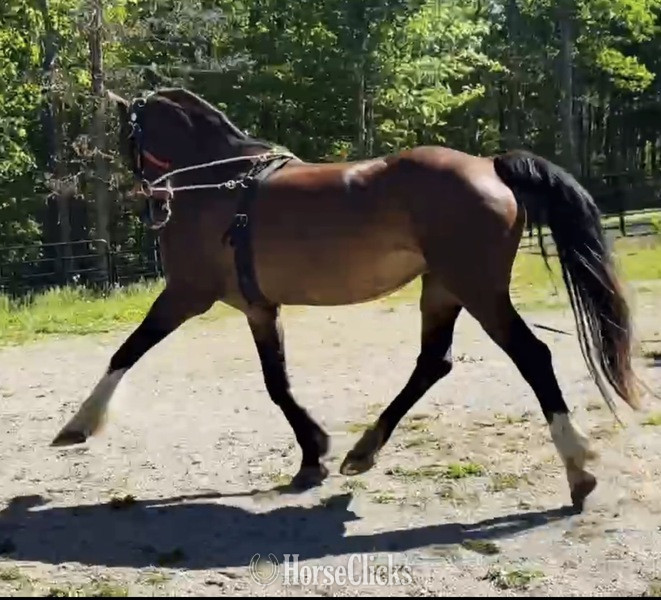 Dutch Warmbloods - "HOUDIENI RSH" Bay Mare Dutch Warmblood