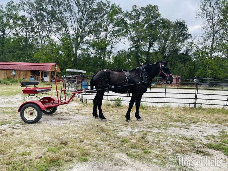 "Thunder" Black Gelding Percheron in South Carolina