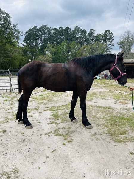 "Thunder" Black Gelding Percheron