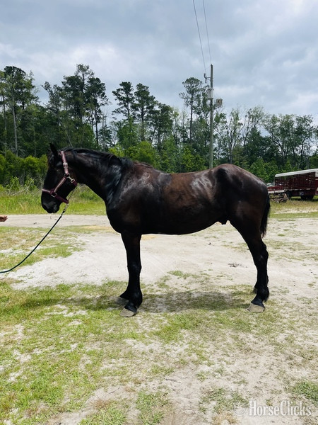 South Carolina "Thunder" Black Gelding Percheron
