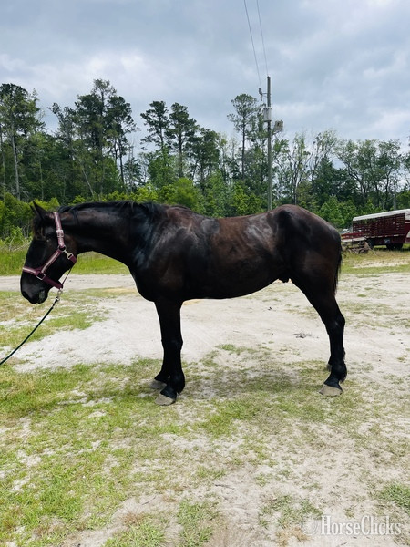 "Thunder" Black Gelding Percheron - Percheron
