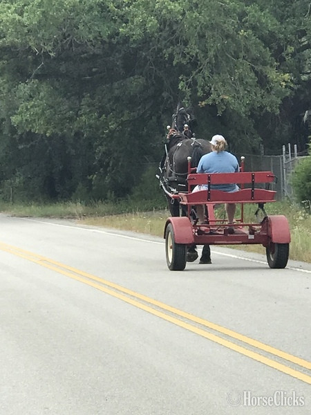 "Thunder" Black Gelding Percheron South Carolina