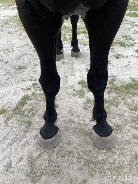 Percheron - "Thunder" Black Gelding Percheron in South Carolina
