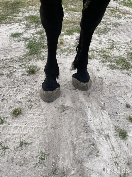Percheron - "Thunder" Black Gelding Percheron