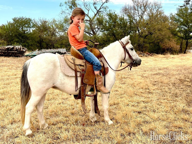 "Paisley" Grey Mare Pony in Texas