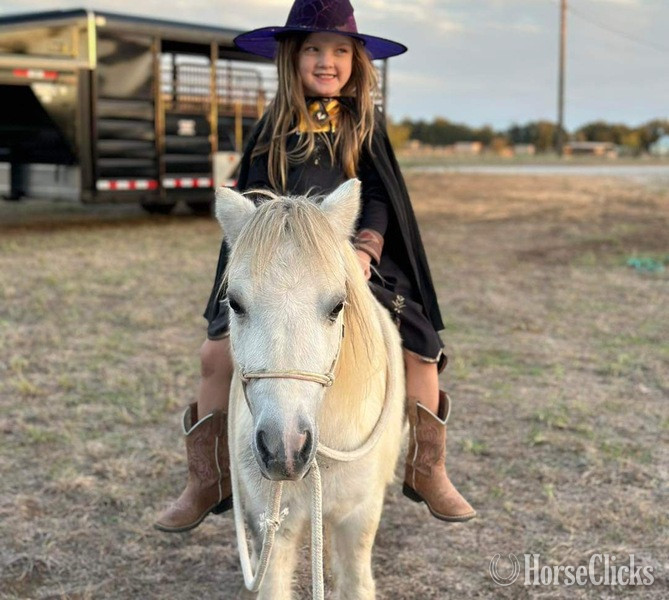 Texas "Paisley" Grey Mare Pony