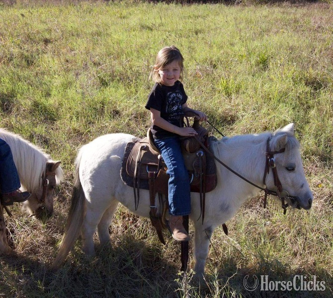 "Paisley" Grey Mare Pony - Pony in Texas