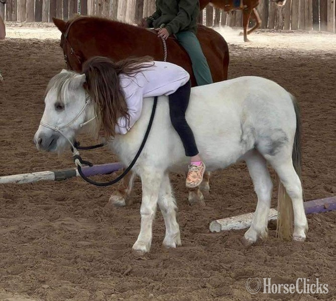 "Paisley" Grey Mare Pony - Pony