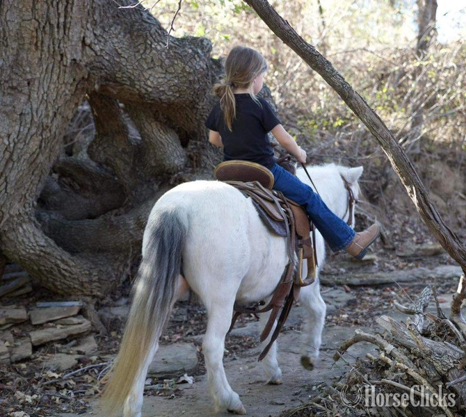"Paisley" Grey Mare Pony Texas