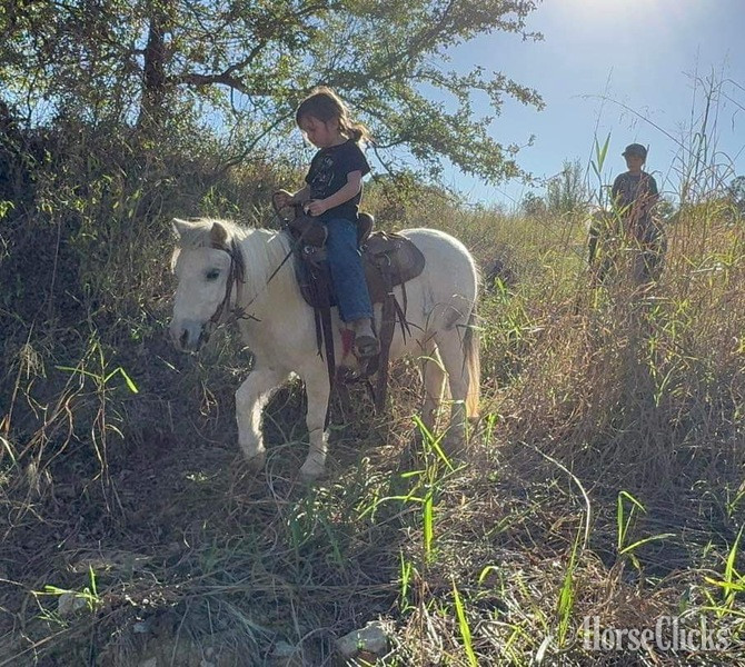 Pony - "Paisley" Grey Mare Pony in Texas