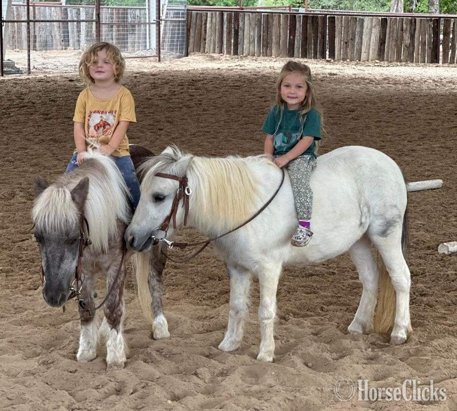 Pony - "Paisley" Grey Mare Pony