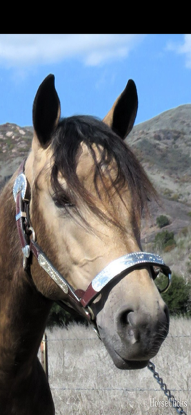 "MRD BELLAS A TRIP" Buckskin Filly Quarter Horse - Quarter Horse in California