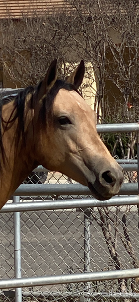 "MRD BELLAS A TRIP" Buckskin Filly Quarter Horse - Quarter Horse