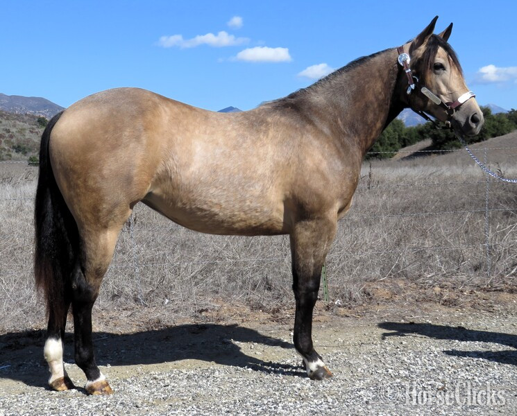 "MRD BELLAS A TRIP" Buckskin Filly Quarter Horse in California