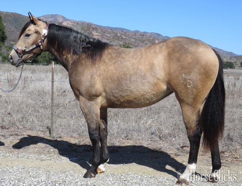 "MRD BELLAS A TRIP" Buckskin Filly Quarter Horse