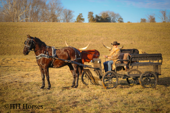 "BLACK SUEDE" Black Gelding Percheron