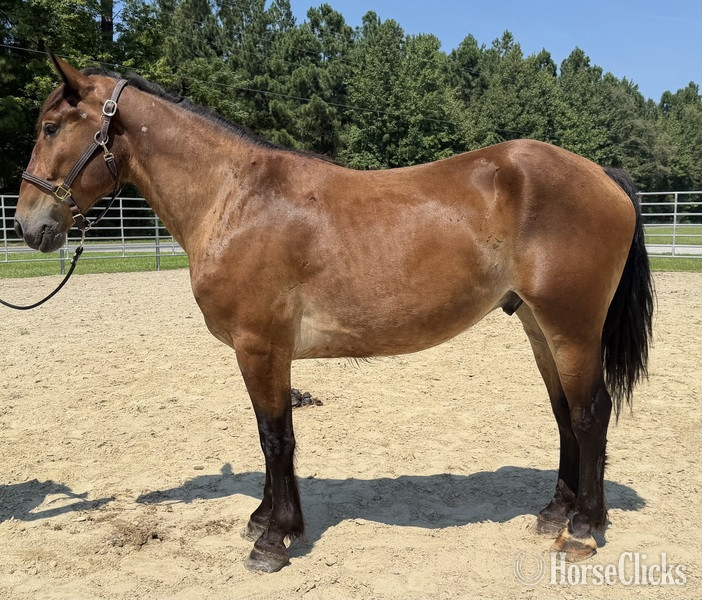 "Bay" Bay Gelding Draft