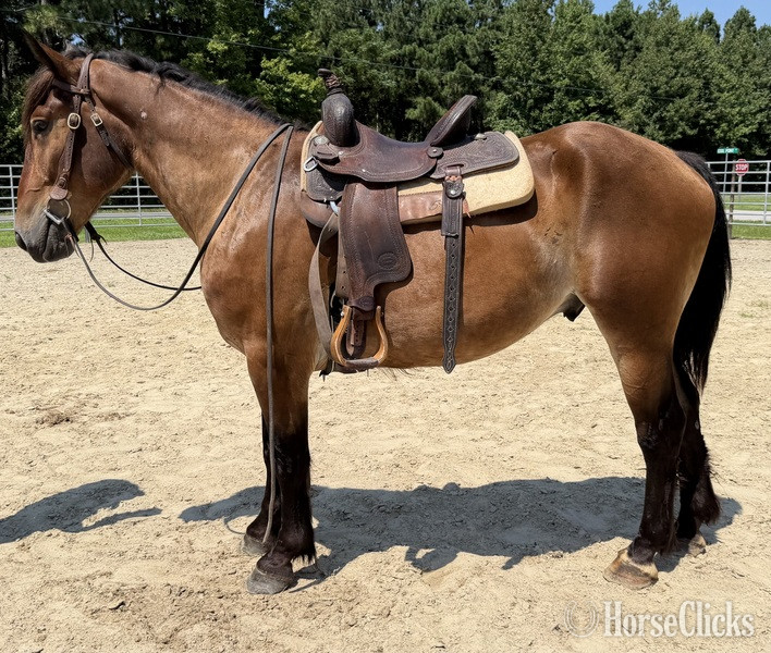 "Bay" Bay Gelding Draft - Draft in North Carolina