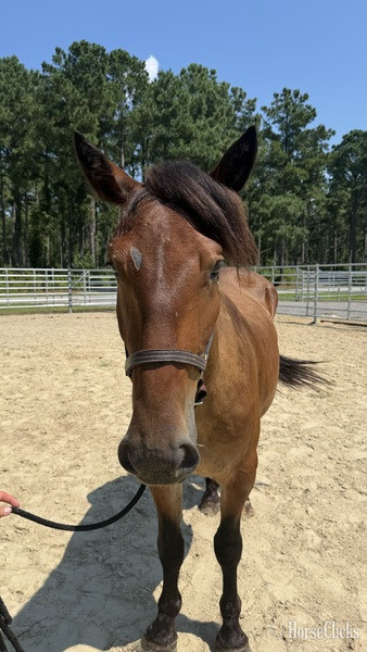 "Bay" Bay Gelding Draft - Draft