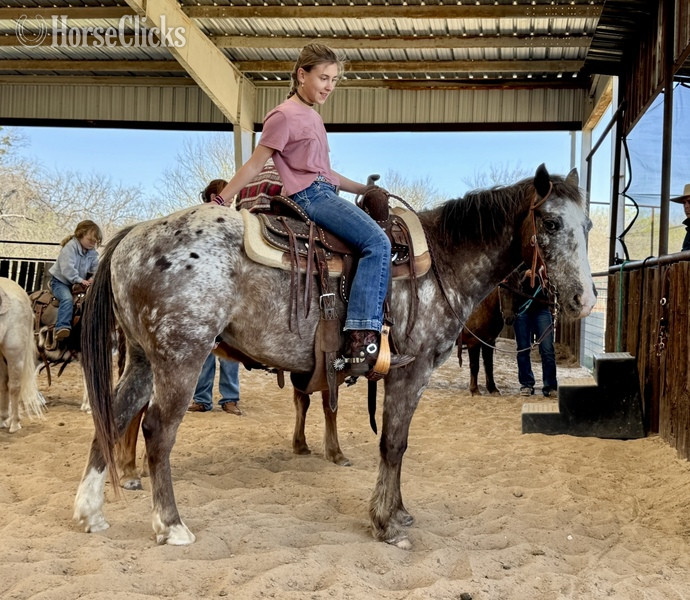 "Harry" Red Roan Gelding POA in Texas