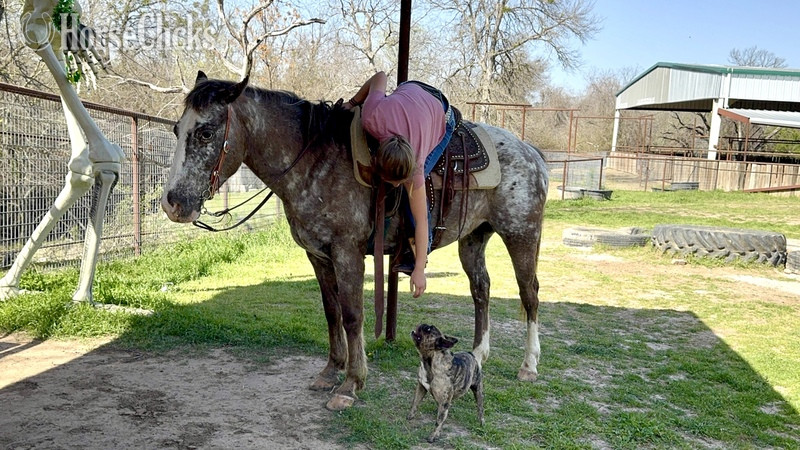 "Harry" Red Roan Gelding POA